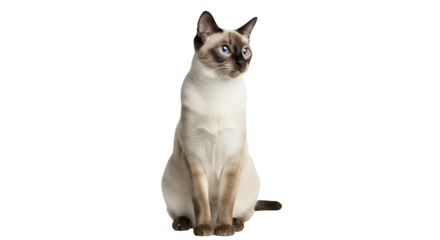 Siamese Cat Sitting Elegantly on White Background.
