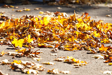Herbst Laub auf der Straße