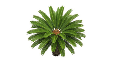 TopDown View of a Vibrant Green Cycad Plant on White.