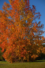 Blaumeise am Futterhäuschen