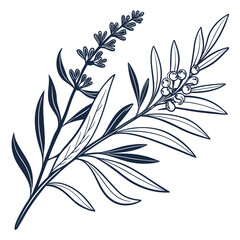 Fototapeta premium artemisia ludoviciana vector