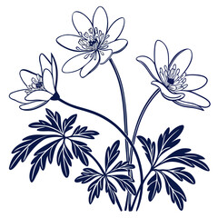 anemone blanda with leaves