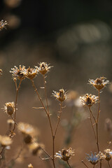 Yellow gorse with its thorns and papilionaceous flowers that cover the thickets with a golden blanket in midsummer.