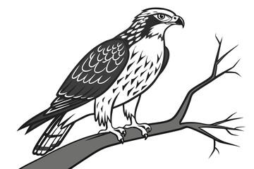 Obraz premium Realistic Hawk Bird Line Art Vector Illustration