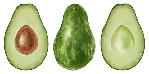 A set of hand-drawn watercolor illustrations of avocado halves, pitted and unpitted. Perfect for stores, cafes, packaging, menu, logos, and projects related to healthy eating and cosmetics.