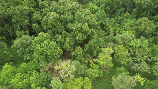 Valmiki Tiger Reserve in Bihar featuring dense forests, diverse wildlife, scenic hills and rich biodiversity. A pristine habitat home to tigers, elephants and rare species in natural surroundings.