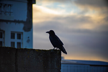 Raven Sitting on Concrete Wall at Sunset