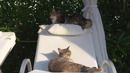 Two lazy stray cats napping together on a white sun lounger in a Turkish resort garden, enjoying warm morning sunlight and peaceful summer holiday atmosphere