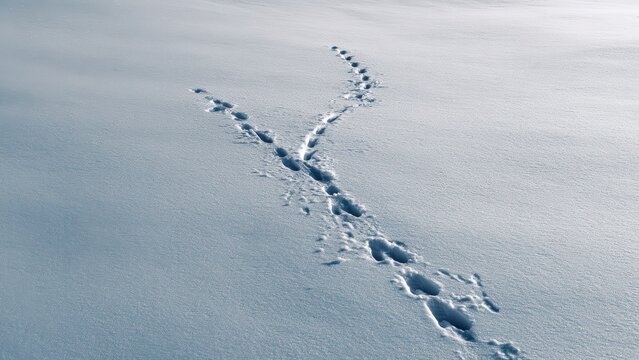 Long Animal Track in Snow Horizon