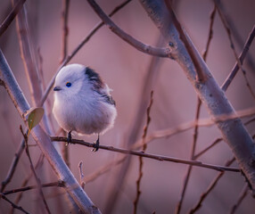 long-tailed tit on a branch