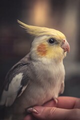 Adorable Cockatiel Bird with Yellow Crest and Orange Cheeks Perched Gently on a Human Hand