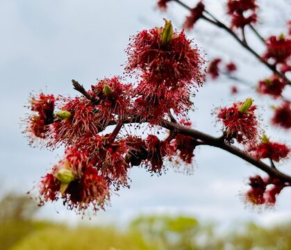  red flowers