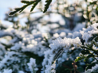 Eisiger Raureif auf grünen Zweigen im winterlichen Sonnenlicht