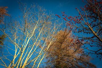 Bare deciduous trees and clusters of red mountain-ash berries against a deep blue sky, lit by warm evening sunlight.