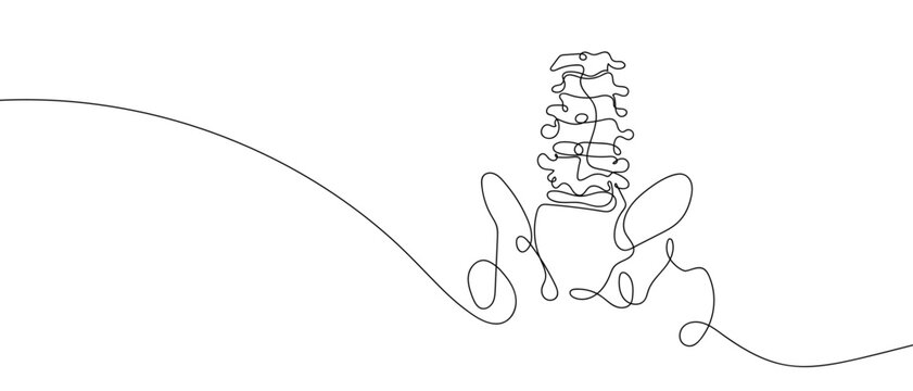 Spine and pelvis in one continuous line one line vector illustration Editable stroke.