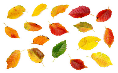 Obraz premium Set colorful fallen autumn dry leaves isolated on white background, with clipping path