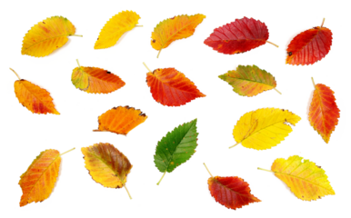 Set colorful fallen autumn dry leaves isolated on white background, with clipping path