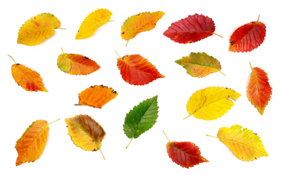Set colorful fallen autumn dry leaves isolated on white background, with clipping path