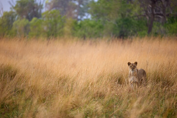 Lioness stands alert in tall golden grass in Moremi, Okavango Delta. Ideal for: safari editorials, conservation campaigns, tourism marketing, and wildlife education. Colours: gold, green, brown.