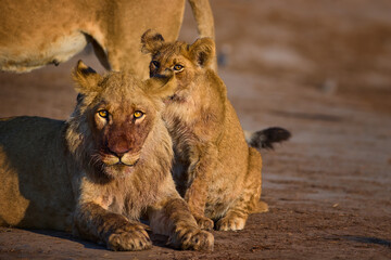 Young lion siblings resting in warm Savuti sunlight. Eye contact, bloody red face. Strong emotional wildlife moment from Botswana. Theme: nature magazines, conservation projects, safari promotions.