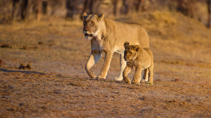 Lioness escorts her cub near a Savuti waterhole in warm evening light. Ideal for: wildlife conservation stories, safari travel articles, education on big cat behavior, and family-themed campaigns.