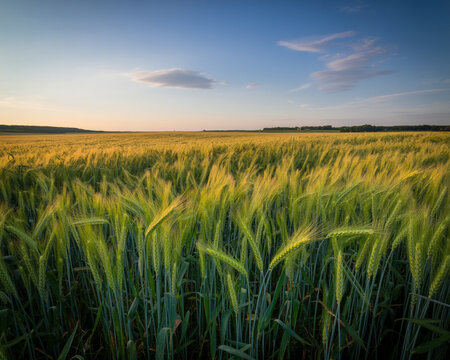 Sunlit golden wheat field with green stalks swaying in the breeze under a blue sky image
