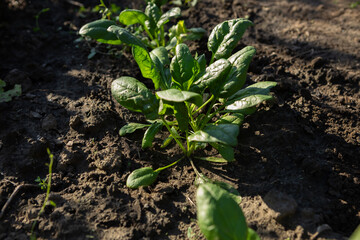 Baby spinach plants growing in vegetables garden organic food open ground