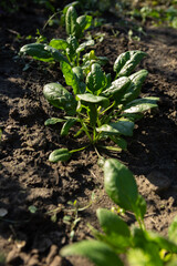 Baby spinach plants growing in vegetables garden organic food concept