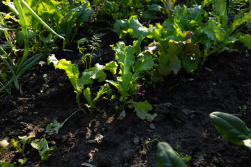 Young Lettuce plants growing in vegetables garden organic food