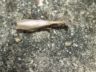 Acromantis japonica, a rare tiny Korean mantis with variable green or brown body and defensive foreleg motion. Photographed in Korea.
