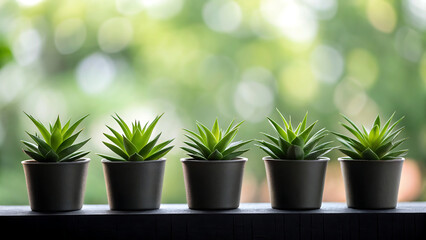 Five small potted succulent plants lined up in a row on a windowsill with a blurred green background