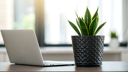 Modern home office desk setup with a laptop and a decorative potted snake plant in a textured pot