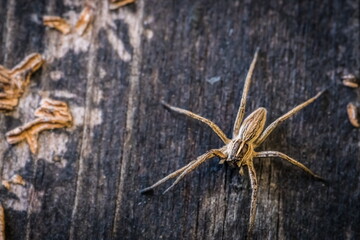 Macro photograph of a wolf spider; family Lycosidae