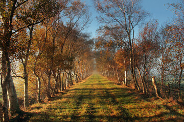 Fototapeta premium Sunny autumn pathway lined with birch trees in golden light
