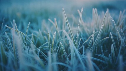 Close-up of frozen grass blades covered in delicate hoarfrost on a cold morning - Powered by Adobe
