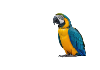 Vibrant blue and yellow macaw parrot perched on a sleek white desk, its intelligent gaze conveying strategic thought in a blurred modern corporate office interior. Concept of breakthrough innovation