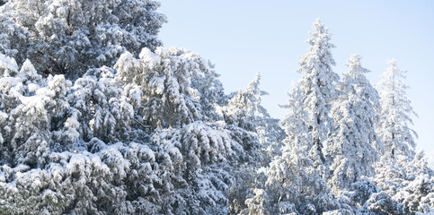 Snow covered trees. Winter forest