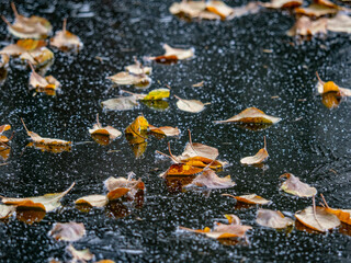 Blätter in einem zugefrorenem Teich