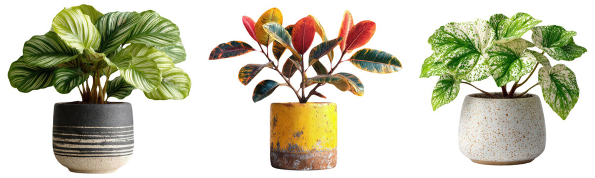 Collection of Three Potted Houseplants Calathea Orbifolia Ficus Elastica Ruby Rubber Tree and Variegated Begonia in Stylish Modern Planters Isolated on White