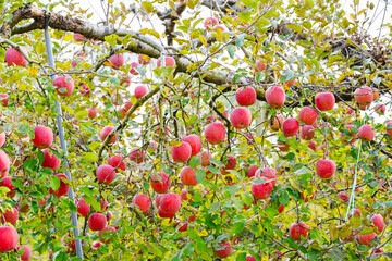 鈴なりのフジりんご　