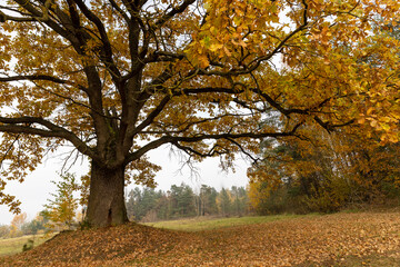 details of oak branches with orange foliage against a gray sky, cloudy weather in mid-autumn before the fall of leaves and the yellow foliage of the oak tree which is one of the last to fall in autumn