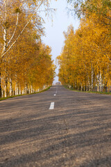 Obraz premium an asphalt road lined with trees with bright yellow foliage, a road and autumn trees in sunny weather with a blue sky