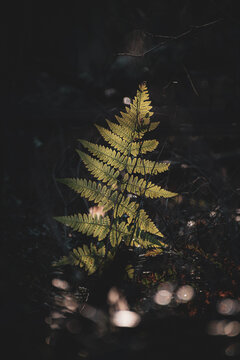 Cinematic forest scene with a single fern lit by a narrow beam of sunlight. Dark background, glowing leaves, magical woodland atmosphere.