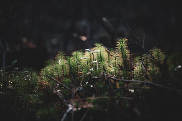 Detailed close-up of young moss shoots resembling tiny spruce trees. Dark background, glowing highlights, moody cinematic forest atmosphere.

