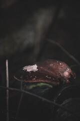 Dark and moody macro shot of shelf fungus (bracket fungi) on a fallen tree. Rich textures, earthy tones, deep forest atmosphere.