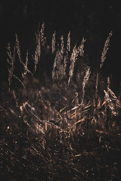 Cinematic close-up of tall dry grass illuminated by warm backlight against a deep dark forest background. High-contrast, atmospheric, moody nature aesthetic.
