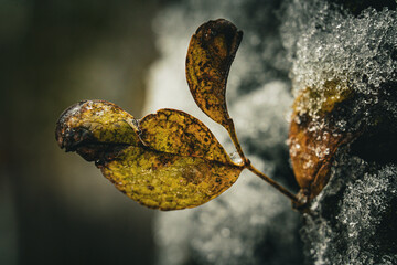 Macro close-up of vibrant autumn leaves clinging to an icy surface, symbolizing winter's arrival. Moody, high-contrast detail shot of nature's transition and texture.