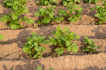 green potatoes growing in an agricultural field, dry summer weather with dry soil, lose up