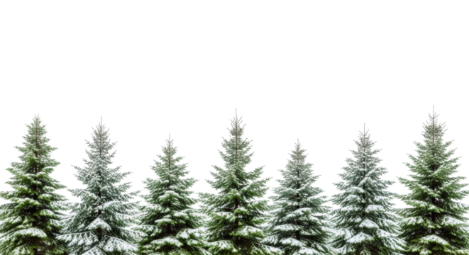 Pristine, diverse fir and spruce evergreen trees with vibrant green foliage, fresh snow on transparent backdrop, copy space, soft studio lighting, eye-level, low-angle, environmental resilience
