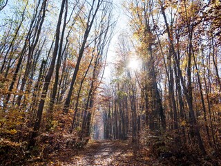 Tüllinger Wald. Ein lichter Buchenwald zwischen Daurhütte und Lindenplatz auf dem Tüllinger Berg, dessen herbstliches Laub die goldenen Sonnenstrahlen filtert
